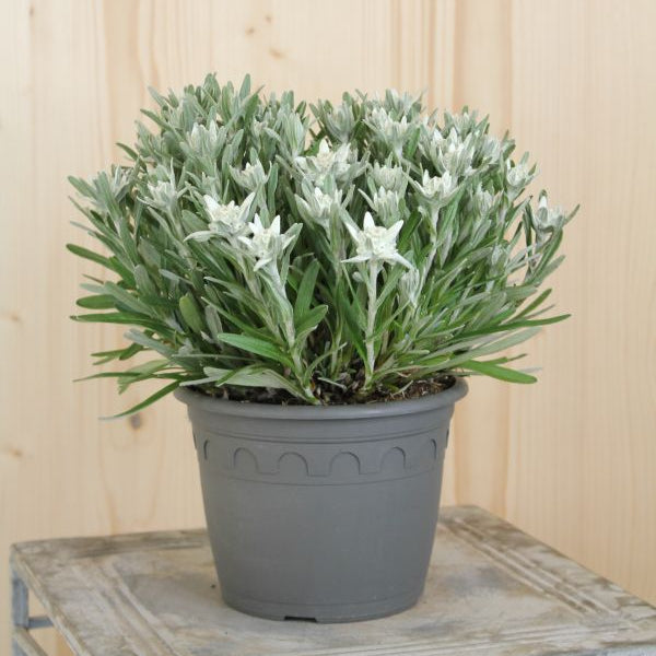 Edelweiss Leontopodium alpinum, winterharte Staude aus Schweizer Produktion