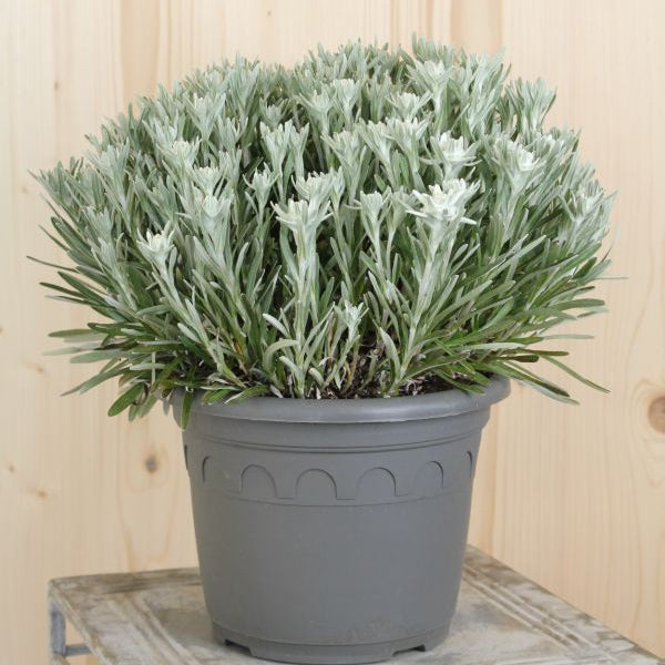 Edelweiss (Leontopodium alpinum) – Alpenstaude aus 100 % Schweizer Produktion