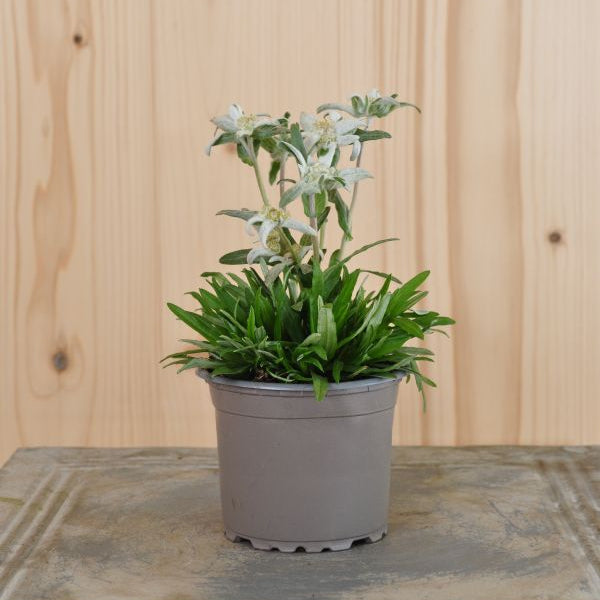 Edelweiss (Leontopodium alpinum) – Alpine Staude aus 100 % Schweizer Produktion