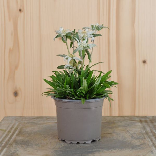 Edelweiss (Leontopodium alpinum) – Alpine Staude aus 100 % Schweizer Produktion