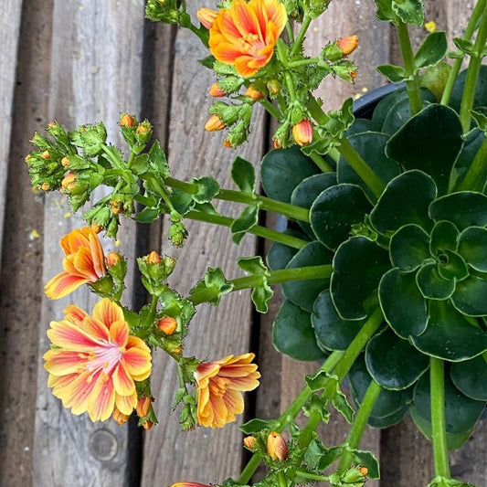 Gewöhnliche Bitterwurz - Lewisia cotyledon Mix