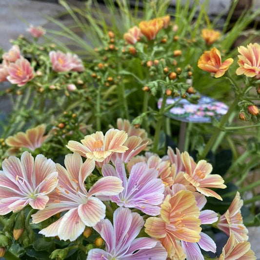 Gewöhnliche Bitterwurz - Lewisia cotyledon Mix