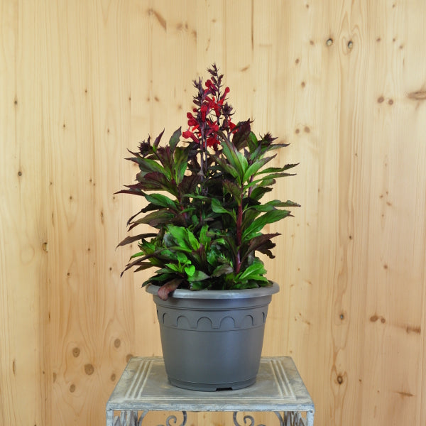Prachtlobelie Dark Leaved Scarlet – Rote Blütenpracht aus Schweizer Produktion