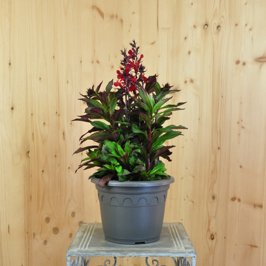 Prachtlobelie Dark Leaved Scarlet – Rote Blütenpracht aus Schweizer Produktion