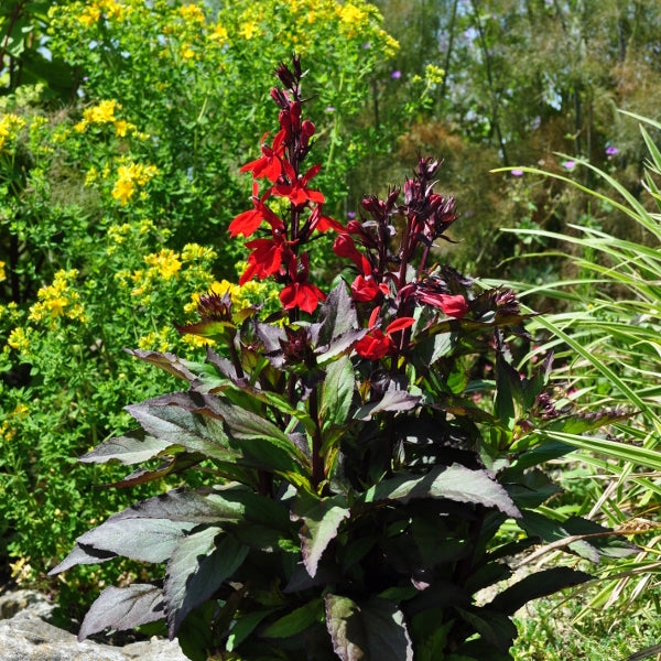 Prachtlobelie Dark Leaved Scarlet – Rote Blütenpracht aus Schweizer Produktion