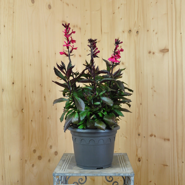 Prachtlobelie Deep Rose – Saisonpflanze mit leuchtend pinken Blüten