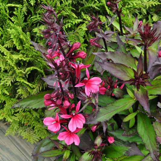 Prachtlobelie Deep Rose – Saisonpflanze mit leuchtend pinken Blüten