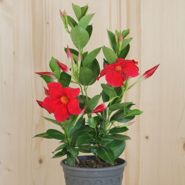 Trichterblüte Dipladenia Bella Deep Red in 14er Topf – Saisonpflanze aus Schweizer Produktion