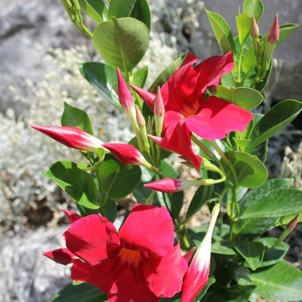 Trichterblüte Dipladenia Bella Deep Red in 14er Topf – Saisonpflanze aus Schweizer Produktion