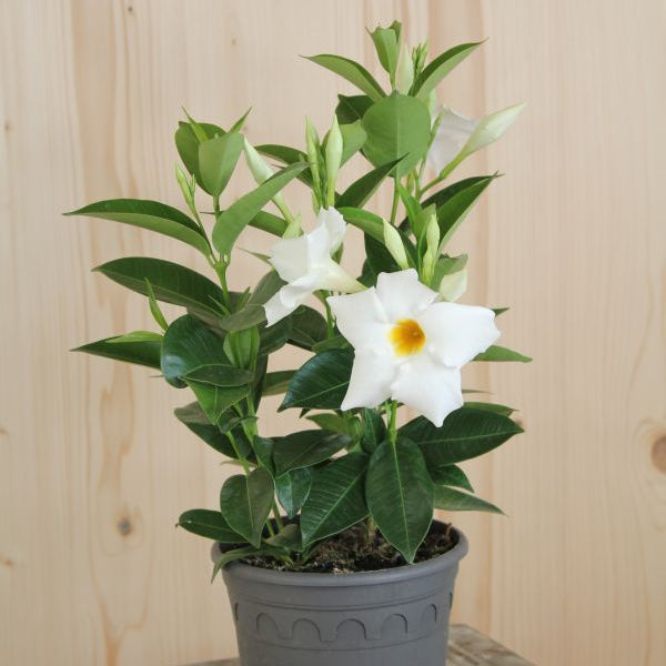 Trichterblüte Dipladenia Bella White – Weiss blühender Sommerflor aus Schweizer Produktion