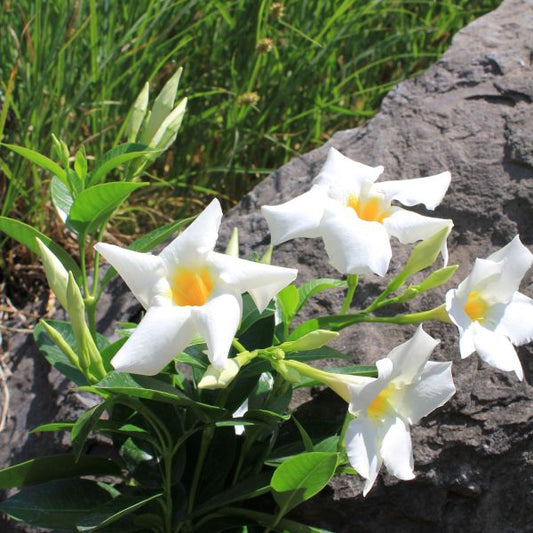 Trichterblüte Dipladenia Bella White – Weiss blühender Sommerflor aus Schweizer Produktion
