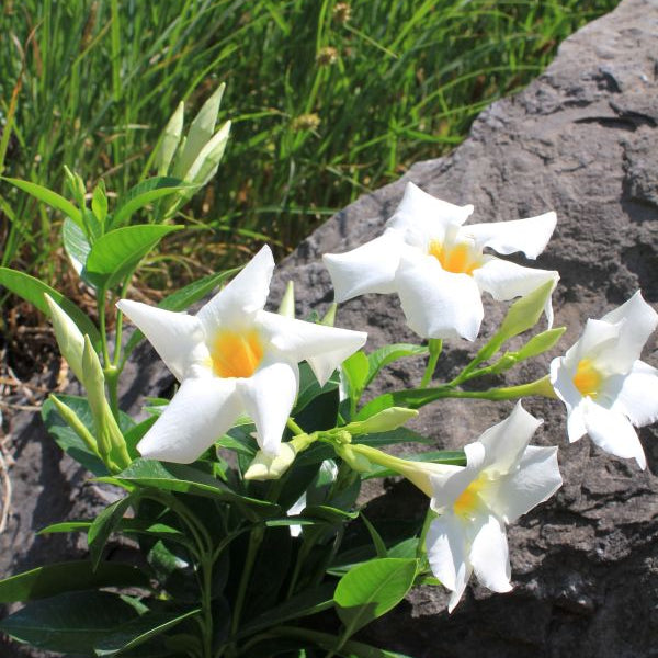 Trichterblüte Dipladenia Bella White – Weiss blühender Sommerflor aus Schweizer Produktion
