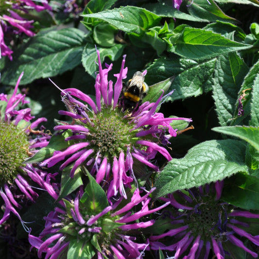 Goldmelisse 'Lilac' – Lila Blütenstaude mit hoher Winterhärte