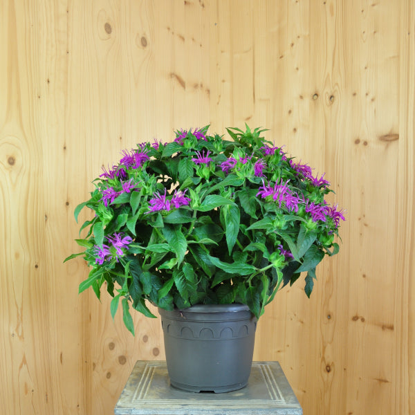 Goldmelisse 'Lilac' – Lila Blütenstaude mit hoher Winterhärte