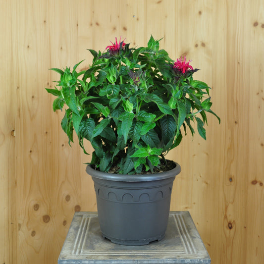 Goldmelisse Rose – winterharte Staude und Insektenmagnet aus der Schweiz