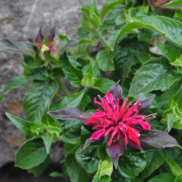 Goldmelisse Rose – winterharte Staude und Insektenmagnet aus der Schweiz