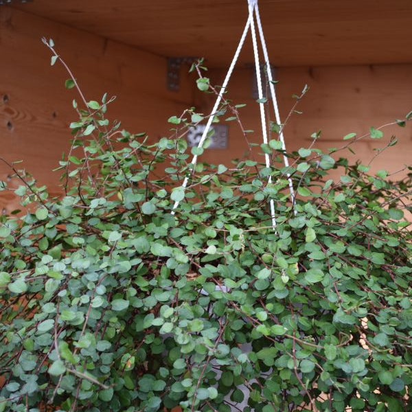 Ein Blattvorhang aus Mühlenbeckie - Muehlenbekia Ampel Grobblätterig