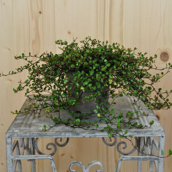 Mühlenbeckie - Muehlenbeckia complexa Feinblättrig