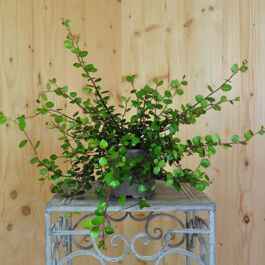 Mühlenbeckie - Muehlenbeckia complexa Grobblättrig