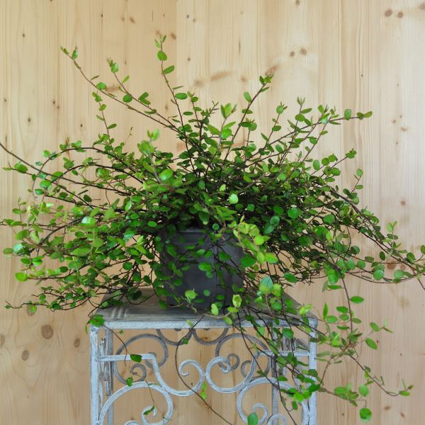 Mühlenbeckie - Muehlenbeckia complexa Grobblättrig