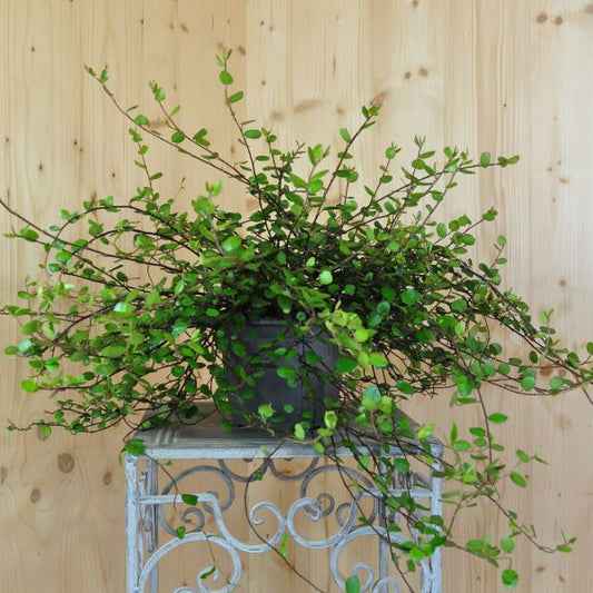 Mühlenbeckie - Muehlenbeckia complexa Grobblättrig