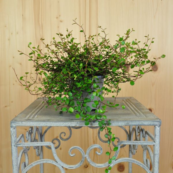 Mühlenbeckie - Muehlenbeckia Feinblättrig