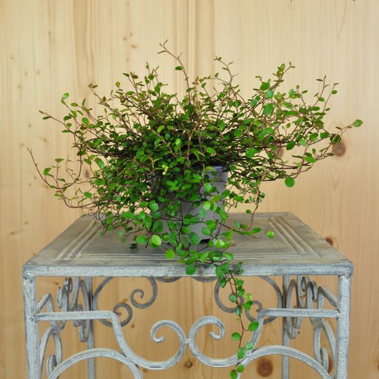 Mühlenbeckie - Muehlenbeckia Feinblättrig