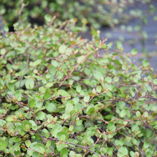 Mühlenbeckie - Muehlenbeckia complexa Feinblättrig