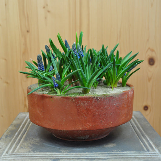 Traubenhyazinthe - Muscari armeniacum Big Smile Blau