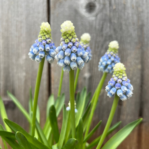 Armenischer Traubenhyazinthe - Muscari armeniacum Mountain Lady