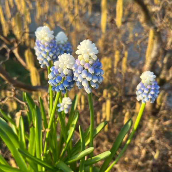 Armenischer Traubenhyazinthe - Muscari armeniacum Mountain Lady