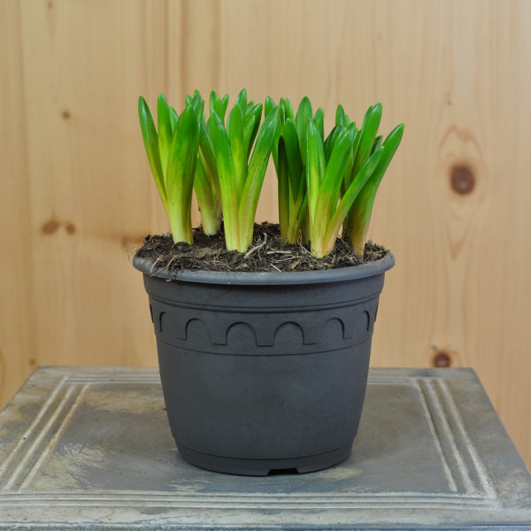 Armenischer Traubenhyazinthe - Muscari armeniacum Mountain Lady