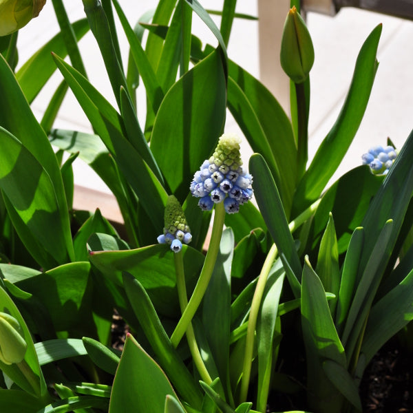 Armenischer Traubenhyazinthe - Muscari armeniacum Mountain Lady