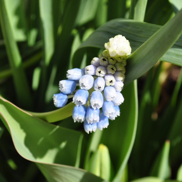 Armenischer Traubenhyazinthe - Muscari armeniacum Mountain Lady