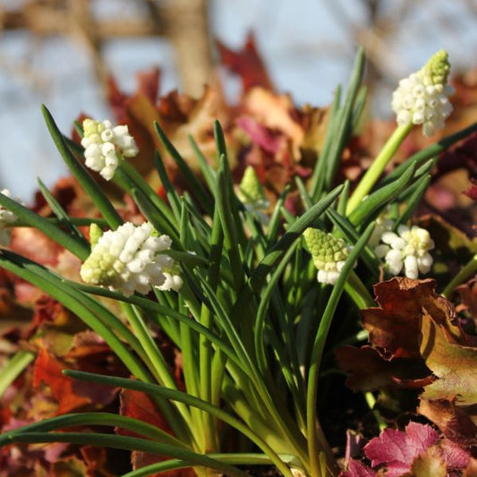 Traubenhyazinthe - Muscari armeniacum White Magic