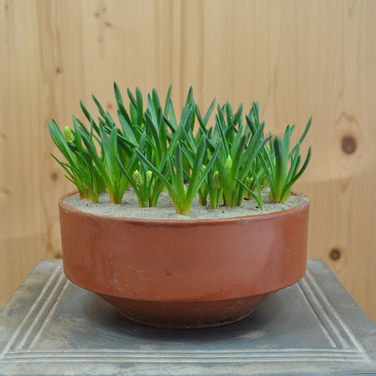 Traubenhyazinthe - Muscari armeniacum Big Smile Blau
