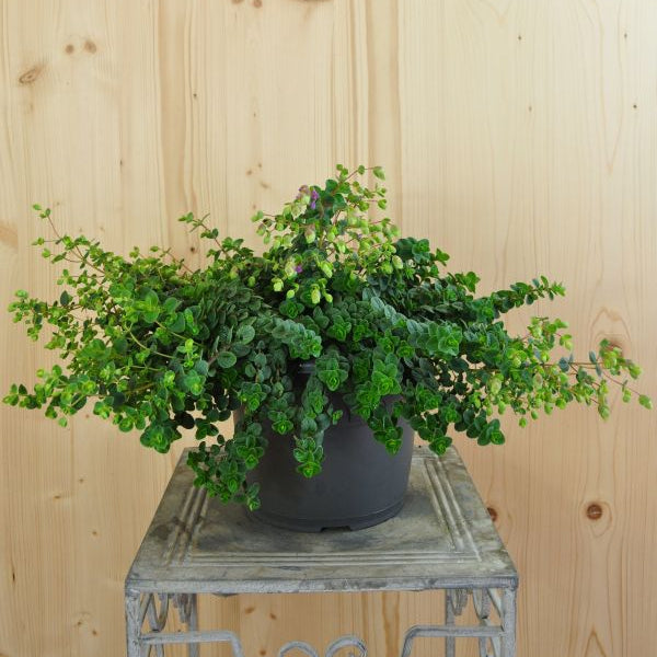 Origanum rotundifolium Amethyst Falls – Rundblättriger Garten-Dost als duftende Sommerpflanze