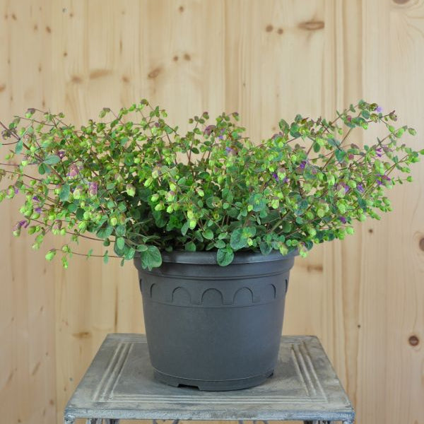 Origanum rotundifolium Amethyst Falls – Rundblättriger Garten-Dost als duftende Sommerpflanze
