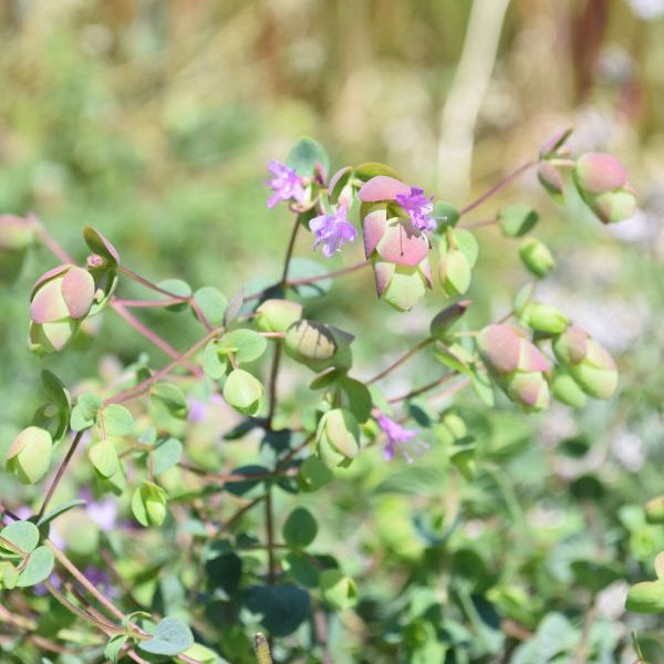 Origanum rotundifolium Amethyst Falls – Rundblättriger Garten-Dost als duftende Sommerpflanze