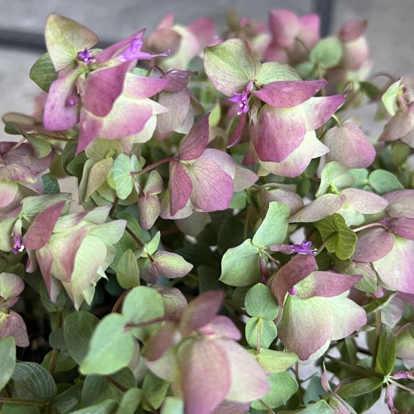 Rundblättriger Garten-Dost Bellissimo, pink, 21er Topf, Saisonpflanze aus 100% Schweizer Produktion