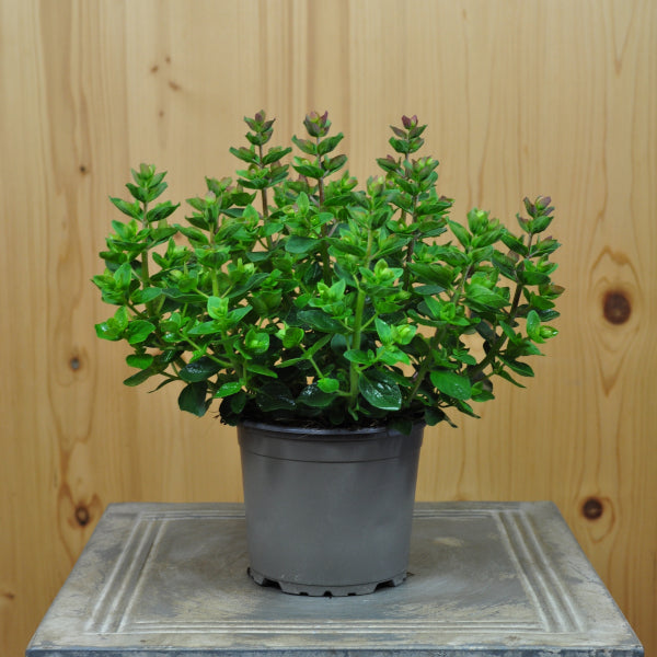 Hopfen-Oregano Deco Pink – Duftende Zierstaude für Sommerbepflanzungen
