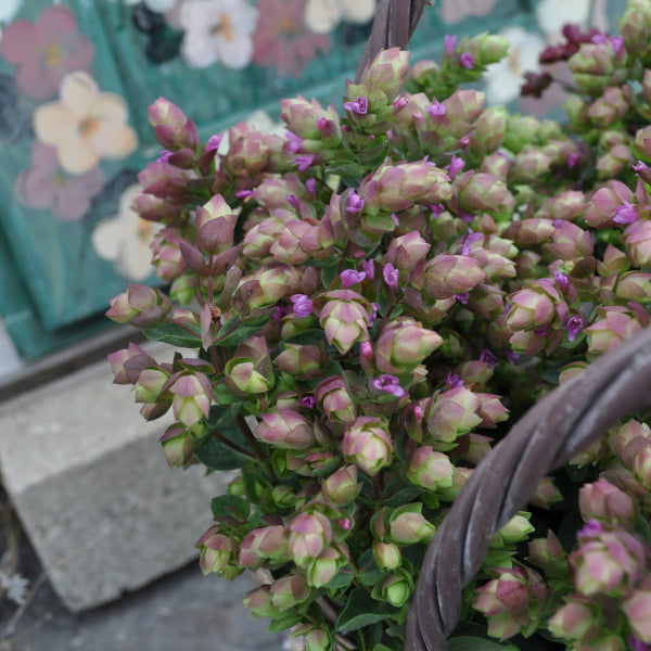 Hopfen-Oregano Deco Pink – Duftende Zierstaude für Sommerbepflanzungen