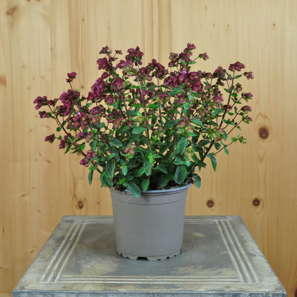 Hopfen-Oregano Deco Purple – Duftende Saisonpflanze für sonnige Standorte