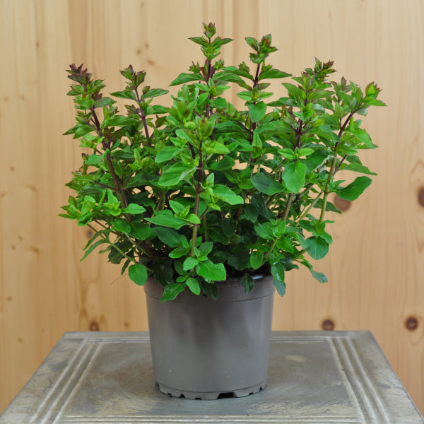 Hopfen-Oregano Deco Purple – Duftende Saisonpflanze für sonnige Standorte