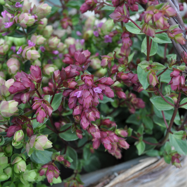 Hopfen-Oregano Deco Purple – Duftende Saisonpflanze für sonnige Standorte