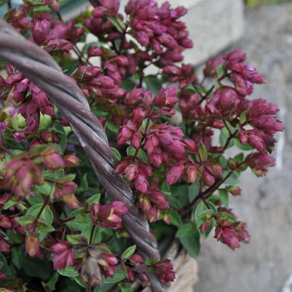 Hopfen-Oregano Deco Purple – Duftende Saisonpflanze für sonnige Standorte