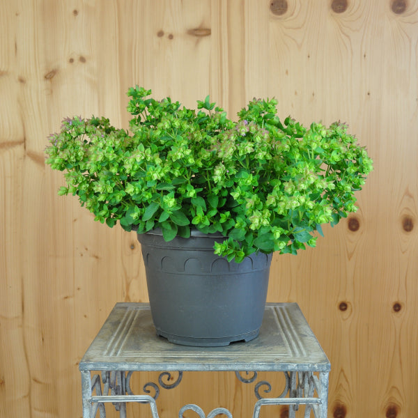 Hopfen-Oregano Dingle Fairy – Saisonpflanze mit duftenden, rosa Blütendolden