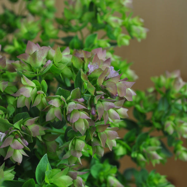 Hopfen-Oregano Dingle Fairy – Saisonpflanze mit duftenden, rosa Blütendolden