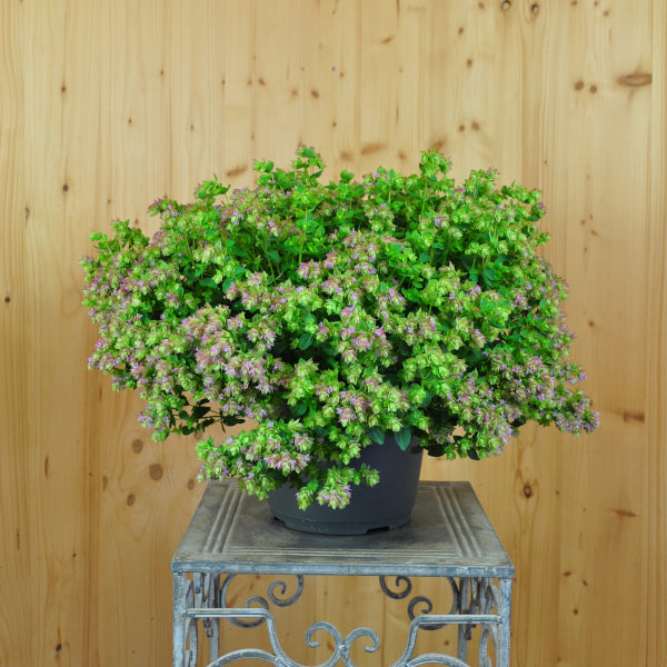 Hopfen-Oregano Dingle Fairy – Saisonpflanze mit duftenden, rosa Blütendolden
