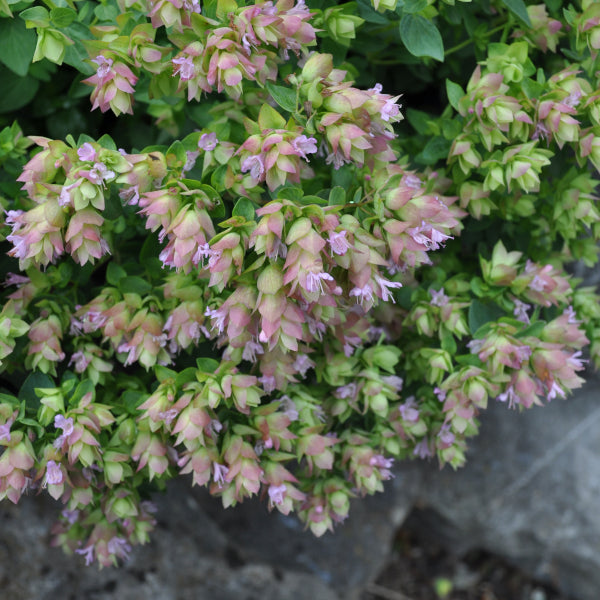 Hopfen-Oregano Dingle Fairy – Saisonpflanze mit duftenden, rosa Blütendolden